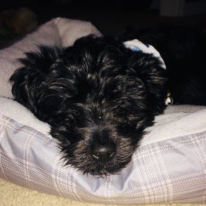 Meet your Posher, Kylie